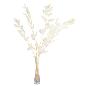 RUSCUS PRESERVADAS H75 CM CHAMPAN