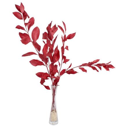 RUSCUS PRESERVADAS H75 CM BURDEOS