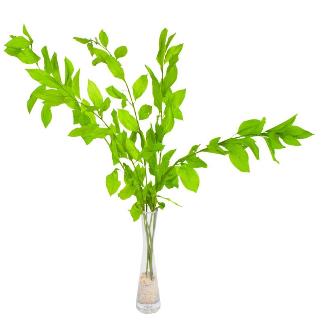 RUSCUS PRESERVADAS H75 CM VERDE PRIMAVERA