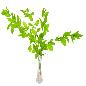 RUSCUS PRESERVADAS H75 CM VERDE PRIMAVERA