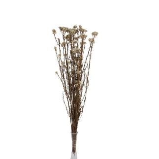 RICE FLOWER PRESERVADA BLANCO