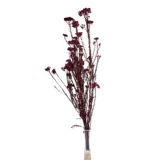 RICE FLOWER PRESERVADA ROSA