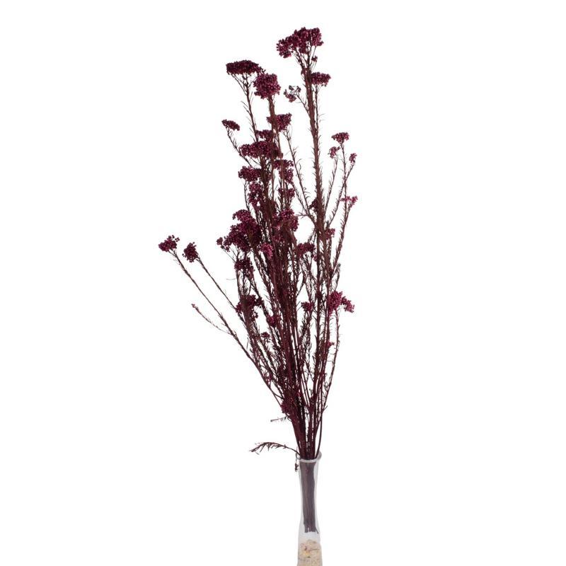 RICE FLOWER PRESERVADA ROSA