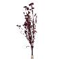 RICE FLOWER PRESERVADA ROSA