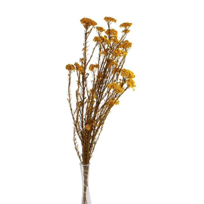 RICE FLOWER PRESERVADA AMARILLO