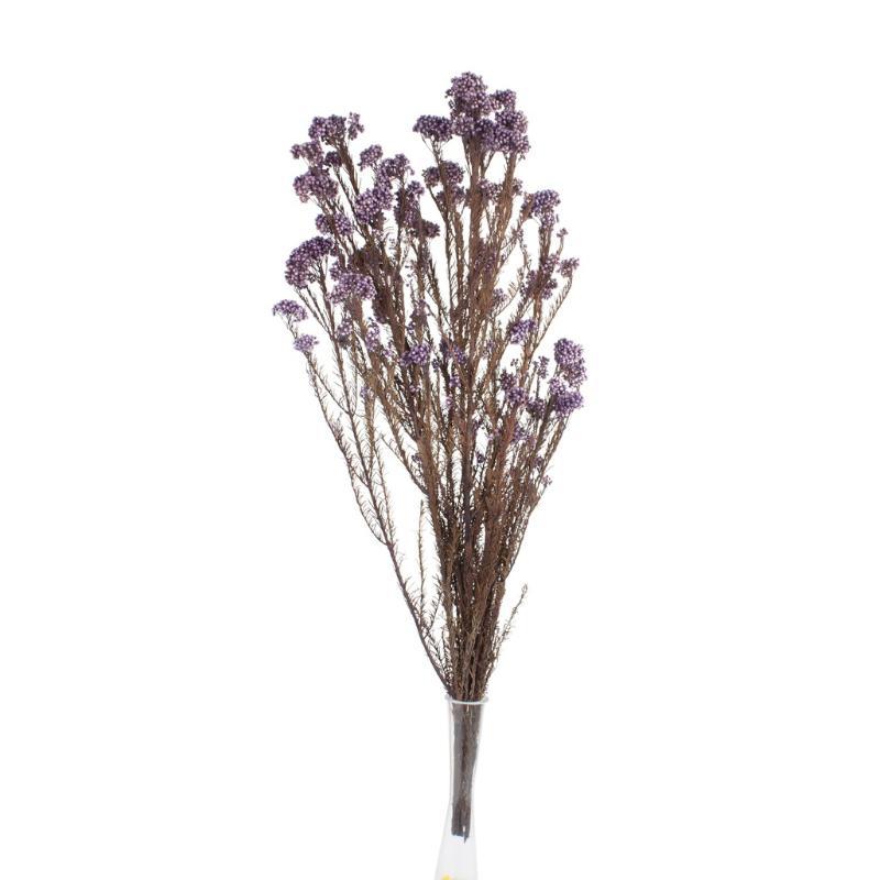 RICE FLOWER PRESERVADA LILA
