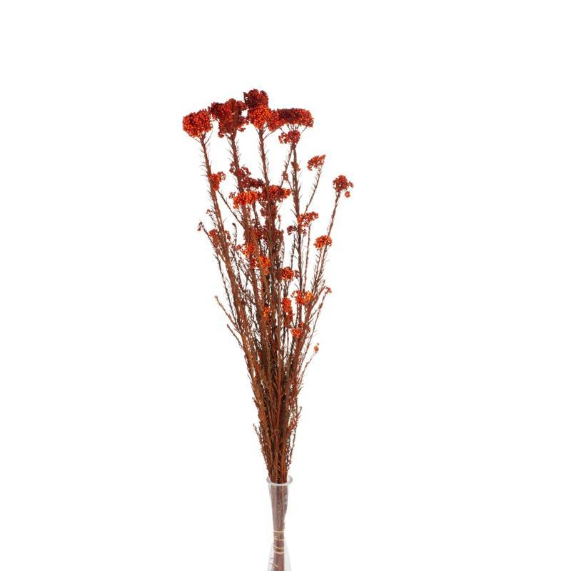 RICE FLOWER PRESERVADA NARANJA
