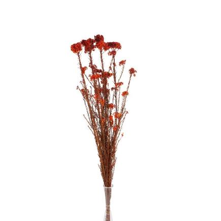 RICE FLOWER PRESERVADA NARANJA