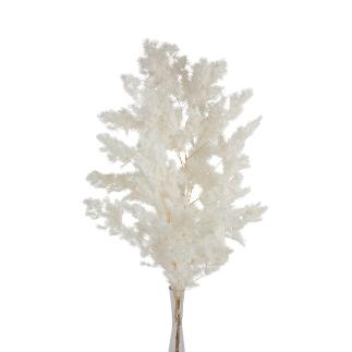 ASPARAGUS MYRIOCLADUS PRESERVADO BLANCO