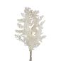 ASPARAGUS MYRIOCLADUS PRESERVADO BLANCO