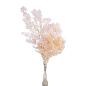 ASPARAGUS MYRIOCLADUS PRESERVADO ROSA