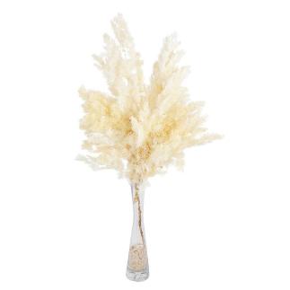 ASPARAGUS MYRIOCLADUS PRESERVADO VAINILLA
