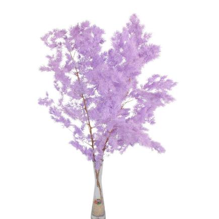 ASPARAGUS MYRIOCLADUS PRESERVADO LILA