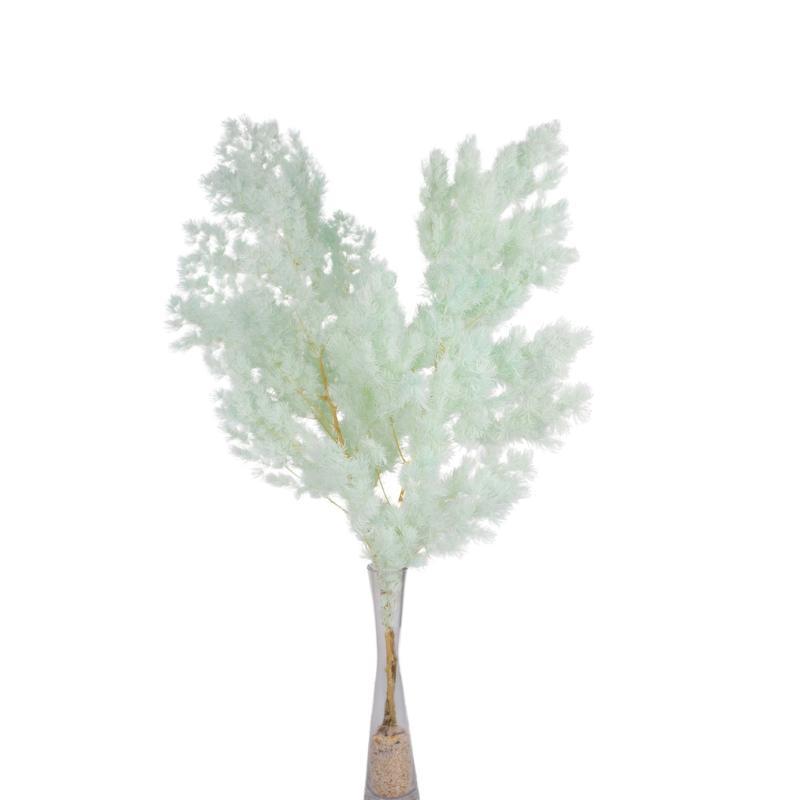 ASPARAGUS MYRIOCLADUS PRESERVADO AZUL CLARO