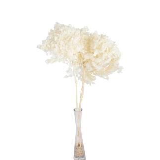 HORTENSIA PRESERVADA PREMIUM BLANCO