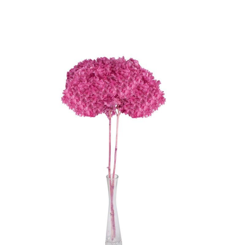 HORTENSIA PRESERVADA PREMIUM FUCSIA