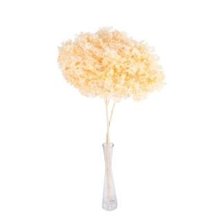 HORTENSIA PRESERVADA PREMIUM CHAMPAN