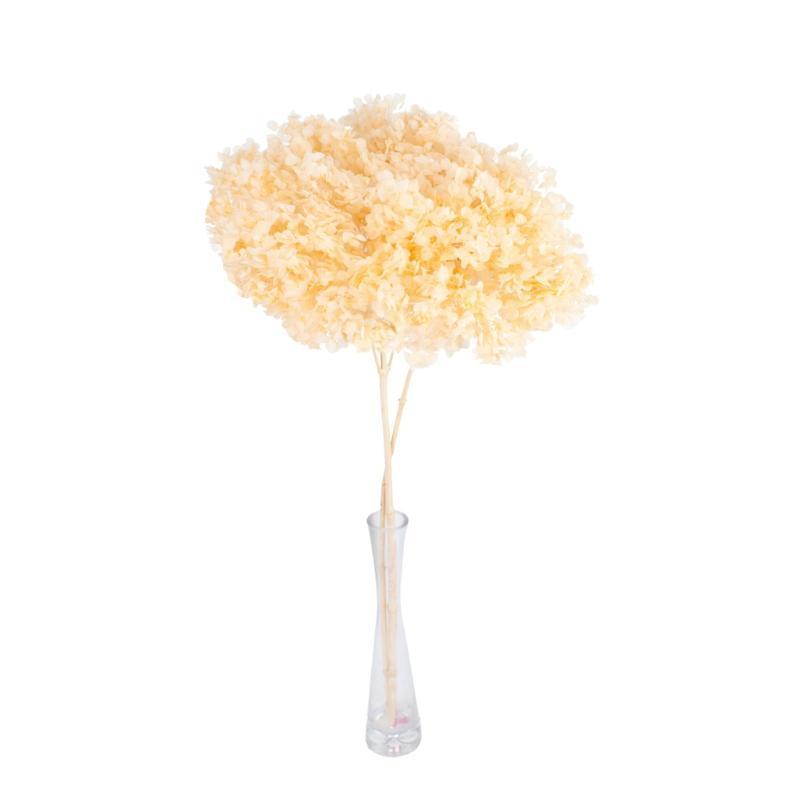 HORTENSIA PRESERVADA PREMIUM CHAMPAN