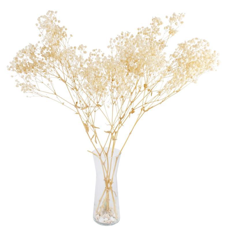 GYPSOPHILA BOLA PRESERVADA BLANCO