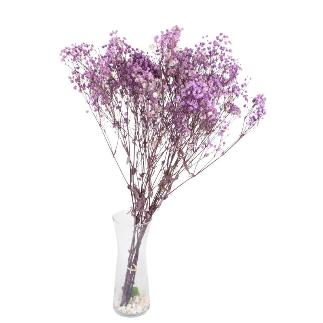 GYPSOPHILA BOLA PRESERVADA LILA