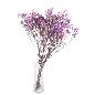 GYPSOPHILA BOLA PRESERVADA LILA