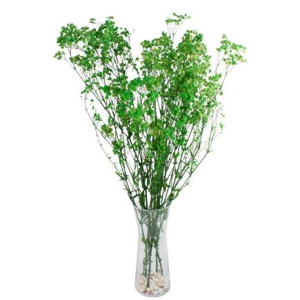 GYPSOPHILA BOLA PRESERVADA VERDE PRIMAVERA