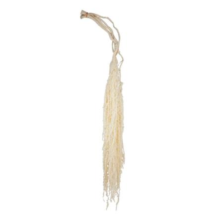 AMARANTHUS PRESERVADA 5X BLANCO