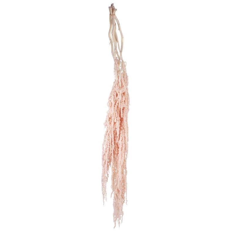 AMARANTHUS PRESERVADA 5X ROSA PALO