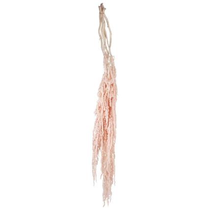 AMARANTHUS PRESERVADA 5X ROSA PALO