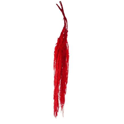AMARANTHUS PRESERVADA 5X ROJO