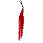 AMARANTHUS PRESERVADA 5X ROJO