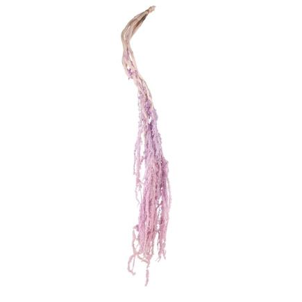 AMARANTHUS PRESERVADA 5X LILA