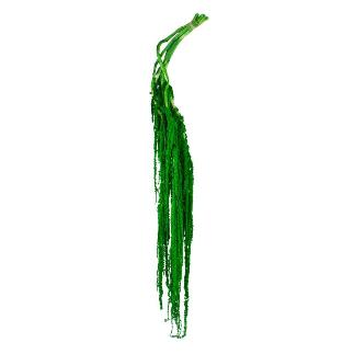 AMARANTHUS PRESERVADA 5X VERDE AMAZONICA