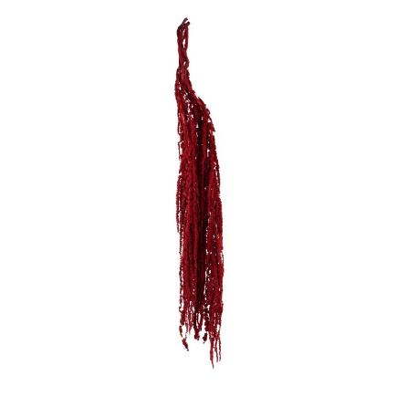 AMARANTHUS PRESERVADA 5X BURDEOS