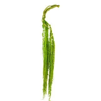 AMARANTHUS PRESERVADA 5X VERDE CLARO