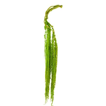 AMARANTHUS PRESERVADA 5X VERDE CLARO