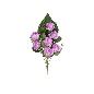 CONJUNTO ROSAS-EUCA X8-52 CM VIOLETA