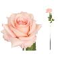 VARA ROSITA CLASIC (A) 64 CM ROSA