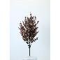 R.RELLENO PLASTICO MARRON