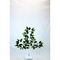 PAQ. 12 V.FICUS REAL TOUCH
