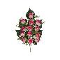 CONJUNTO CAPULLOS PAP X13-55 CM FUCSIA