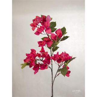 BOUGANVILLEA 80 CM FUCSIA