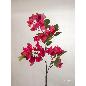 BOUGANVILLEA 80 CM FUCSIA