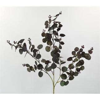 EUCALIPTO BABY GUNNI 80 CM VERDE