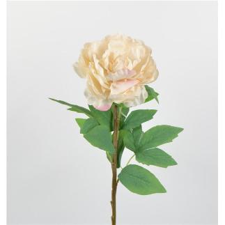 PEONIA SARAH 67 CM CREMA