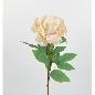 PEONIA SARAH 67 CM CREMA