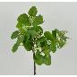 EUCALIPTO GOMA 47 CM VERDE