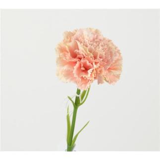 CLAVEL 30 CM ROSA
