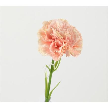 CLAVEL 30 CM ROSA