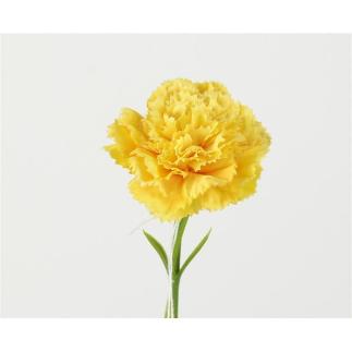 CLAVEL 30 CM AMARILLO